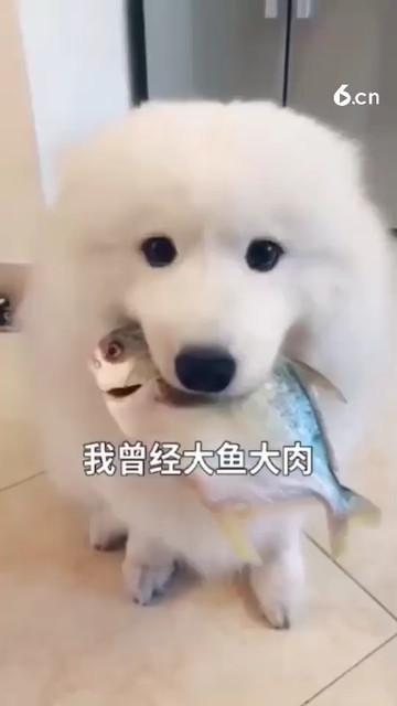 活了这么多年，竟然不如它😓