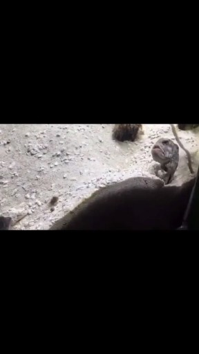逗比熊之两条鱼的战争