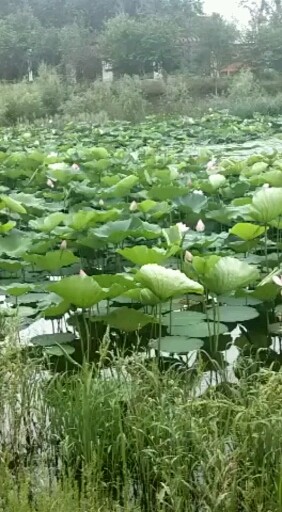广昌莲子