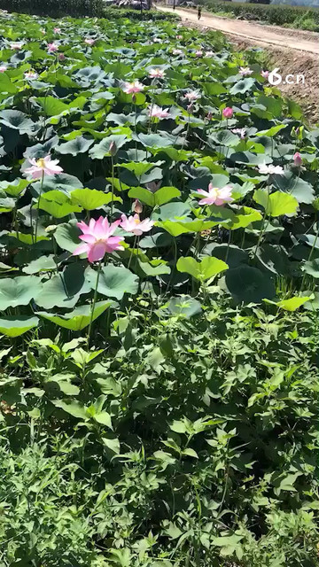 儿时每天走在这条上学路上