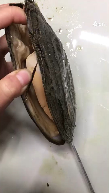 异型珍厉害了