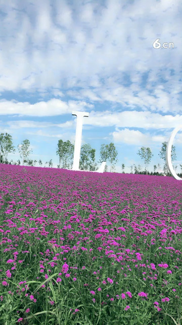 薰衣草庄园