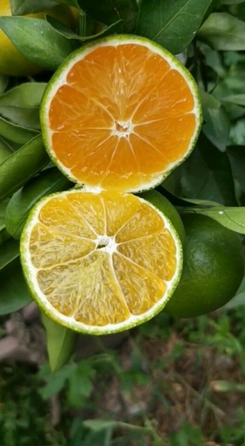 33