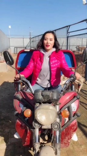 梅花鹿的影子