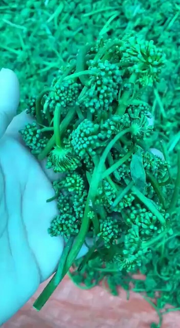 新采摘的人参花