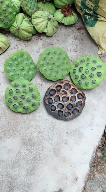66