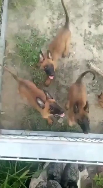 品种马犬