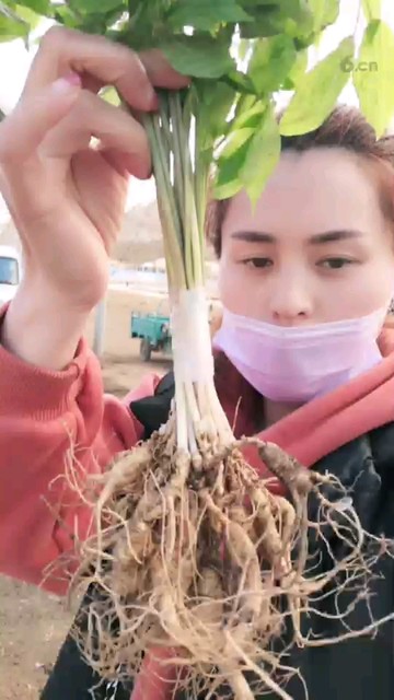 林下参籽货