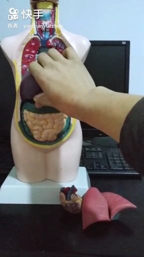 人体学