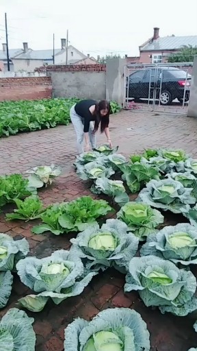 砖缝里的菜就这样拔