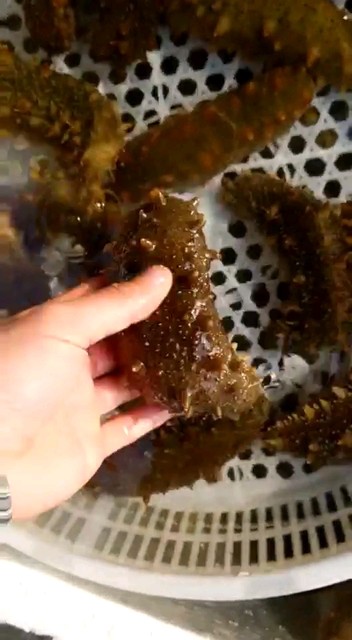 鲜活大海参大补