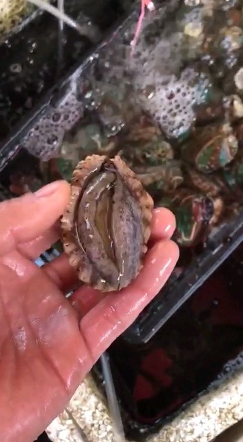 鲜活的大鲍鱼🐠