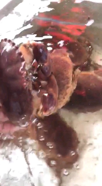 鲜活的面包蟹萌萌哒