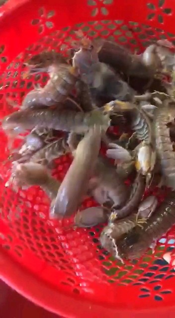 鲜活的皮皮虾这活力