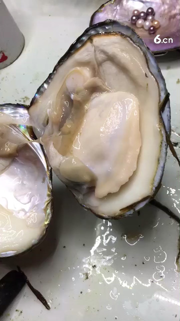 河蚌结石哦