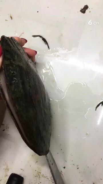 河蚌取珍珠哦