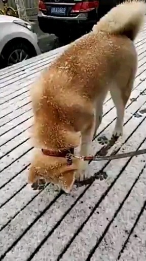 秋田踏雪