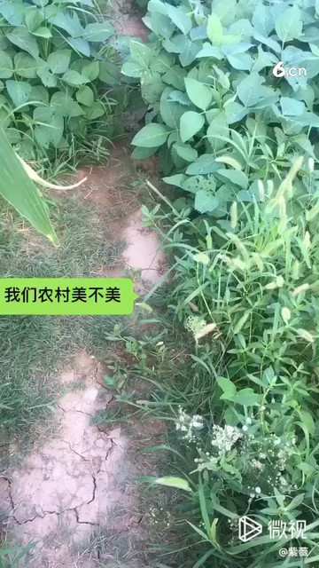 我们农村也美美哒