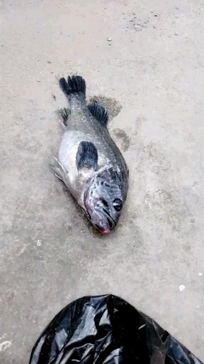 三斤九两黑头鱼