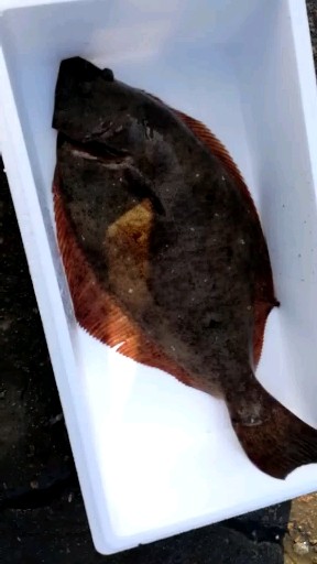 野生牙片鱼