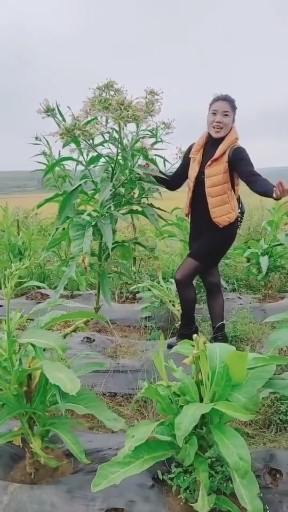 山歌妹1