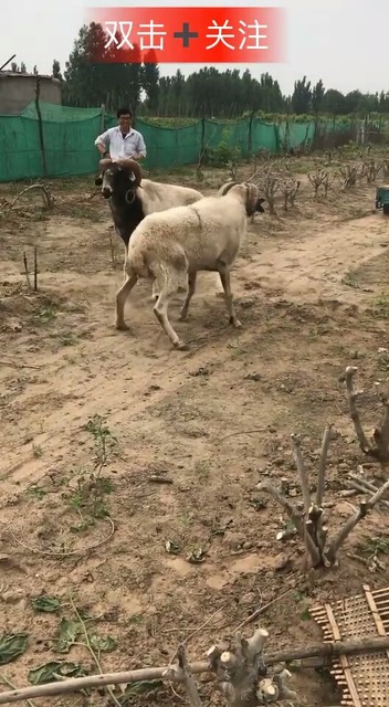 新疆🐑斗羊🐑争霸赛