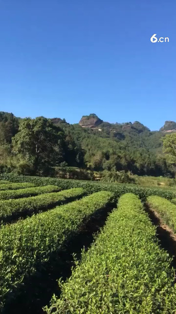 带您走进武夷山生态茶园；走进大