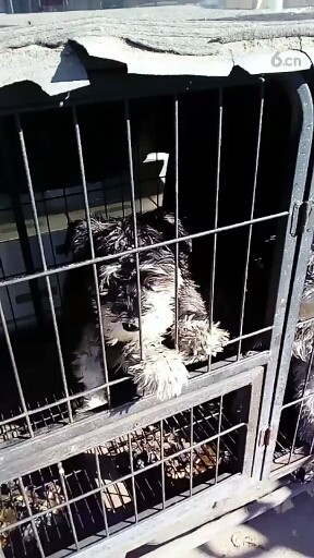 可爱
