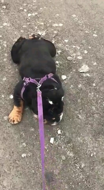 走不动了……