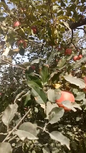 新疆苹果极品，冰糖心！