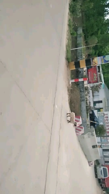 好可怜的流浪狗