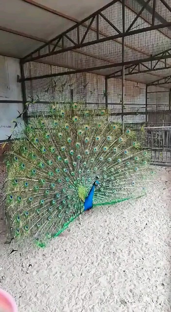 太漂亮了