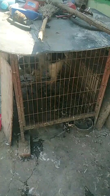 缉毒犬史宾格