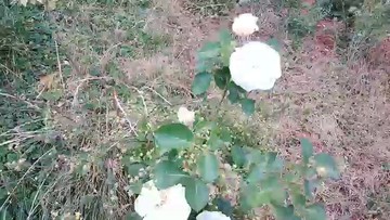 玫瑰花