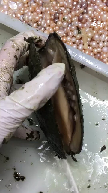 多珠蚌珍珠
