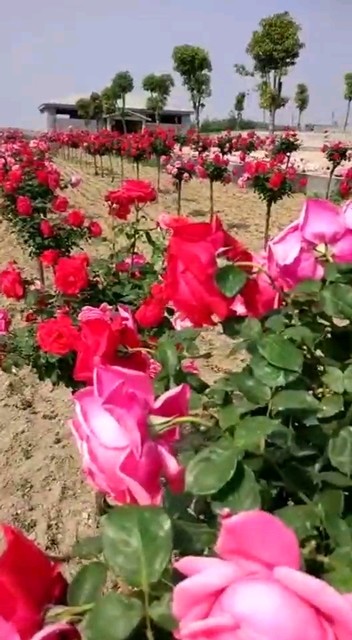 嫁接玫瑰🌹