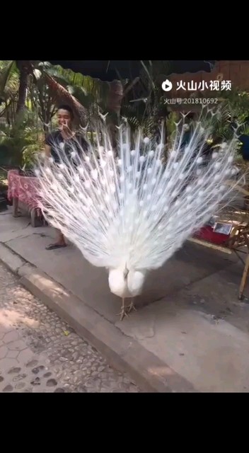 🦃白孔雀开屏🦃