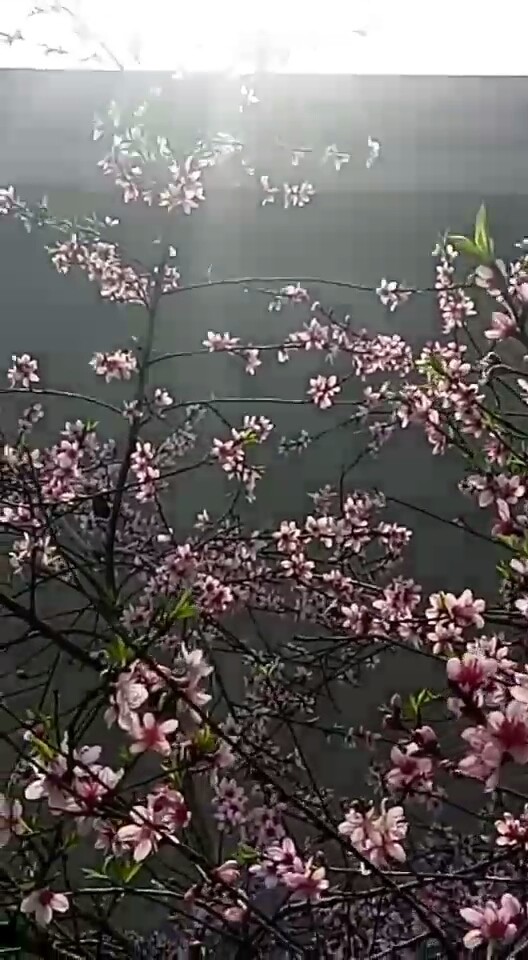 桃花盛开留念视频，只等挂果~☺