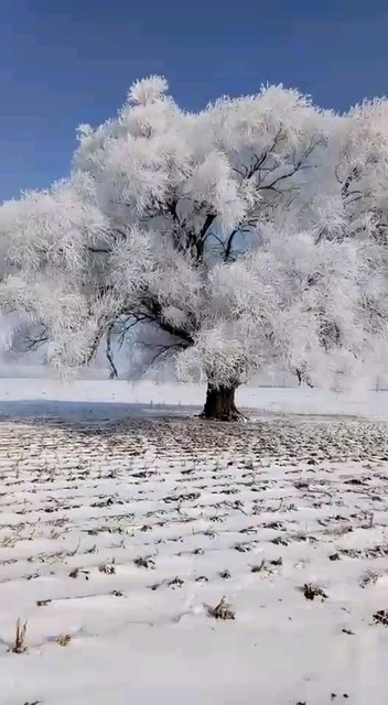 千树万树梨花开