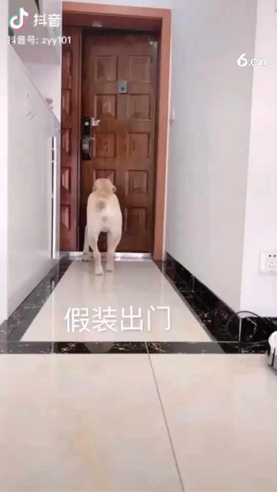 可怜的狗狗🐶！