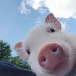 会飞的小荷兰🐷