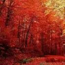 紅塵一夢醉千年r的頭像
