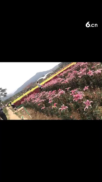 花的世界