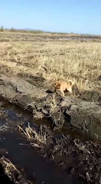 战斗开始啦。😂