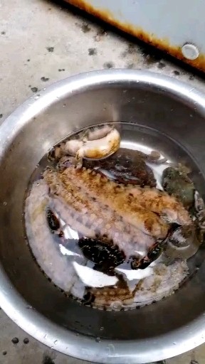 老头鱼，特别好吃