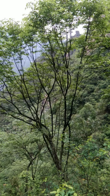 是我家乡的风景喜欢的给我一个双