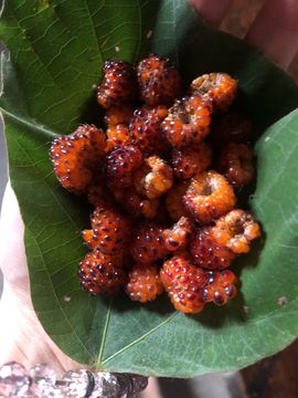 唯爱🌺小艾主播照片