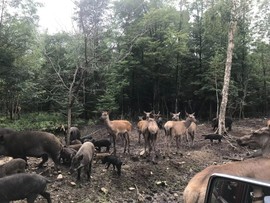 吃货🐽猪猪^O^主播照片