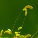 青苹果95