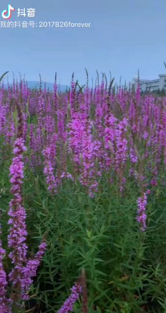 花海